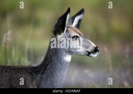 Mule deer doe (Odocoileus hemionus) in wildlife sanctuary Stock Photo
