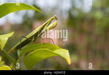 Green Praying Mantis, Mantis religiosa, sitting on a leaf in its typical pose, waiting for insects to catch them. Outisde of Eur Stock Photo