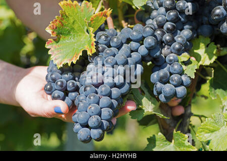 Hand Holding Fresh Red Bunch of Grapes in the Vineyard. Vineyards at in Autumn Harvest. Stock Photo