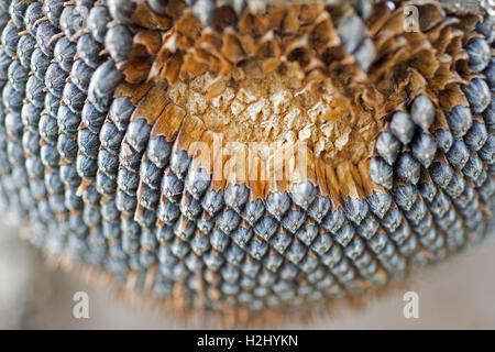 Dry Sunflower Close Up. Ripened Sunflower in Harvesting Time. Raw Seeds in Sunflower. Stock Photo