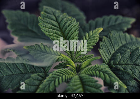 Cannabis plant leaf detail growing indoors with smoke in the background Stock Photo