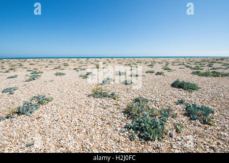 Sea-kale, Crambe maritima growing on Pagham Harbour shingle spit. August. Sussex. UK. View out to sea Stock Photo