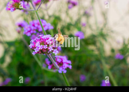 Bee on Wild Flower Stock Photo