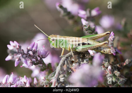 Meadow Grasshopper, Chorthippus parallelus. Sussex, UK. August. on heather or ling on heathland. Stock Photo