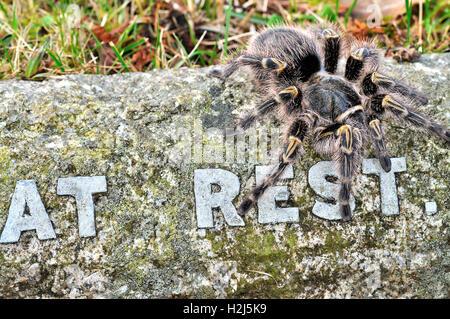 Chaco Golden Knee Female Tarantula Grammostola Pulchripes Stock Photo