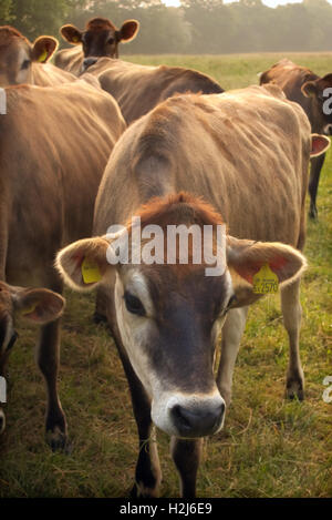 Jersey heifer cows - followers at pasture Stock Photo
