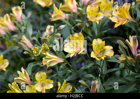 Alstroemeria 'Senna Golden' flowers. Peruvian lily.