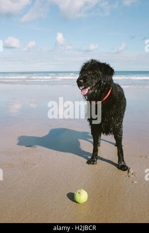 Wet and happy Labradoodle on the beach with a tennis ball. Stock Photo