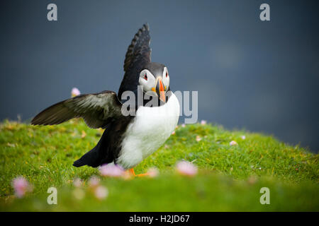 An Atlantic Puffin near its nest in the cliffs high above the sea on Fair Isle, Scotland Stock Photo