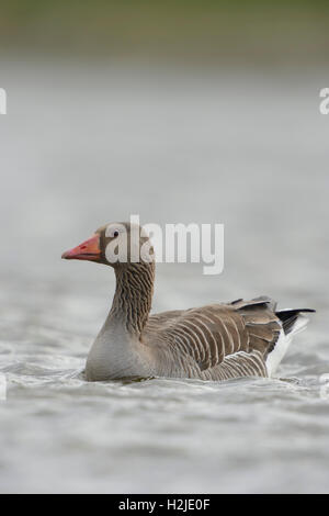 Greylag Goose / Graugans ( Anser anser ), one adult, swims close by, soft colors, typical view. Stock Photo