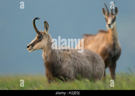 Chamois / Alpine chamois / Gaemse ( Rupicapra rupicapra ) stands in high grass, watching attentively, soft light, much details. Stock Photo