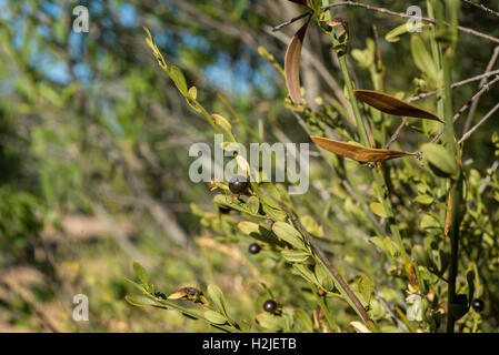 Foliage and fruits of Wild Jasmine, Jasminum fruticans. Stock Photo