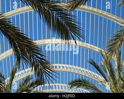 palm tree fronds set against white curved beams and glass roof structure of Arts & Sciences Centre Center Valencia Stock Photo