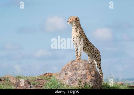 Cheetah (Acinonix jubatus) standing on rock looking over savanna, Maasai Mara National Reserve, Kenya