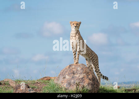 Cheetah (Acinonix jubatus) standing on rock looking at camera, Maasai Mara National Reserve, Kenya