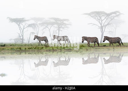Common or plains zebra (Equus quagga) walking on savanna with fog and reflection, Maasai Mara National Reserve, Kenya. Stock Photo