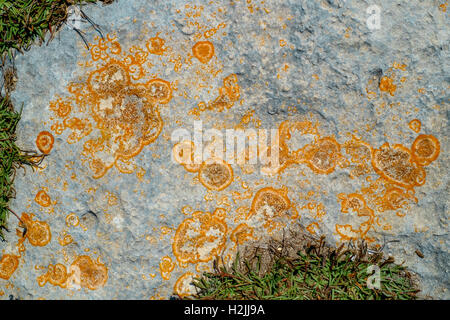 Close-up of orange lichens on gray rock surface Stock Photo