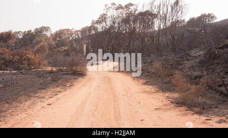 The aftermath of a bush/forest fire in the south of Spain. Stock Photo