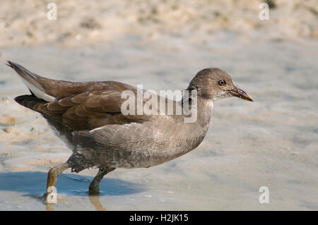 Common moorhen, Gallinula chloropus (Ralidae). Young foraging on shallow water. Stock Photo