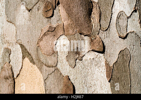 Plane tree bark close up background Stock Photo