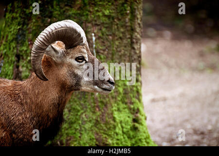 Portrait of young male ibex in natural environment,blurred background Stock Photo