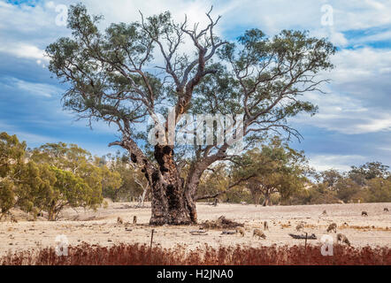sheep grazing under an ancient gum tree in the foothills of Mount Remarkable near Wilmington, South Australia Stock Photo