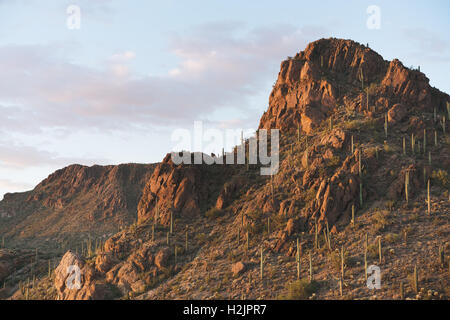 The warm glow of sunset shines on the cacti covered mountain in Arizona's Saguaro National Park Stock Photo