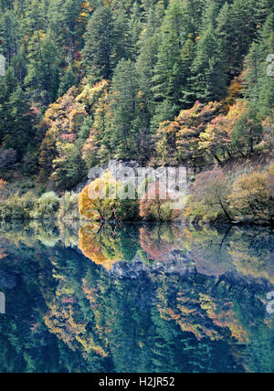 The autumn colors of pine trees reflect in the emerald waters of Rhinoceros Lake, Jiuzhaigou National Park, China. Stock Photo