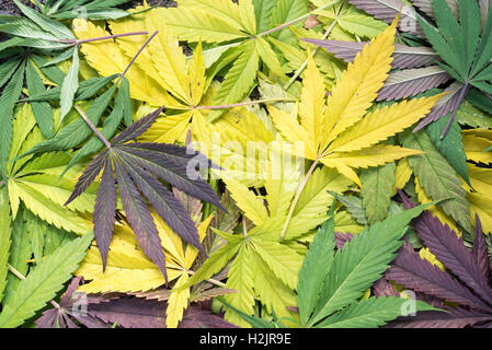 Marijuana leaves on the ground in autumn. Stock Photo