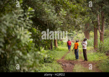Fair trade producers survey a grove of Macadamia nut trees in Kirinyaga County, Kenya. Stock Photo