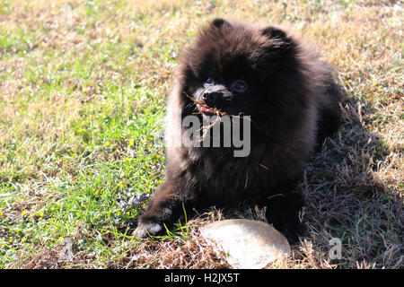 A cheeky black Pomeranian munches on grass. Stock Photo