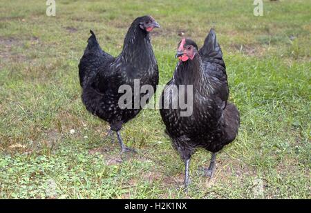 Black Chickens Matter! Stock Photo