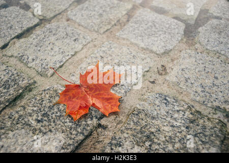 Fallen red maple leaf on wet pavement, selective focus Stock Photo