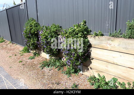 Dogbane Plectranthus caninus, Colues canina growing near metal fence and retaining wall Stock Photo