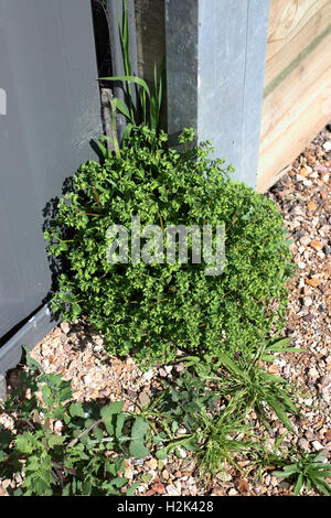 Petty Spurge or known as Euphorbia peplus one of common Australian weeds Stock Photo