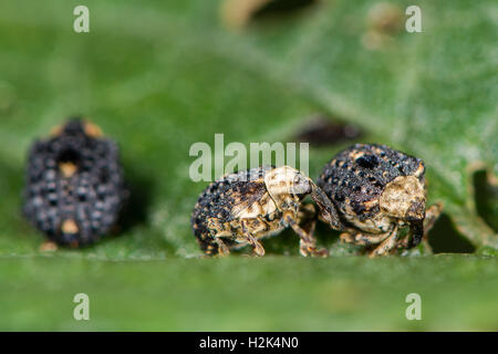 Figwort weevils (Cionus scrophulariae) on foodplant, in family Curculionidae feeding on common figwort (Scrophularia nodosa) Stock Photo