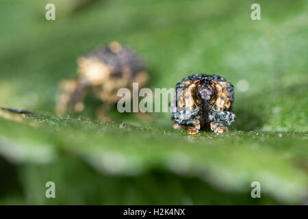 Figwort weevils (Cionus scrophulariae) on foodplant, in family Curculionidae feeding on common figwort (Scrophularia nodosa) Stock Photo