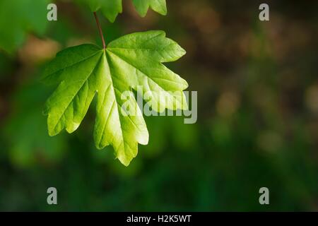 Young leaf from the field maple (Acer campestre), Lower Saxony, Germany Stock Photo