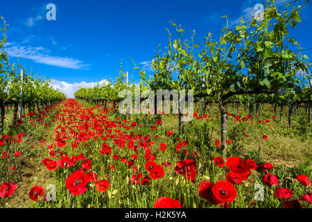 Typical green Tuscan landscape in Val d’Orcia with wineyards, poppies and a blue cloudy sky, Ascianello, Tuscany, Italy Stock Photo