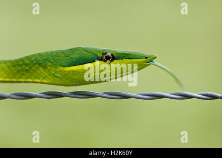 Green Vine Snake (Oxybelis fulgidus), Corozal district, Belize Stock Photo