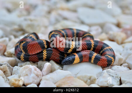 Tropical Kingsnake, Milk Snake (Lampropeltis triangulum), non venomous, Corozal district, Belize Stock Photo