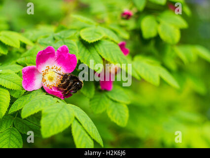 Bumblebee on wild pink rose. Pink Rosa Rubrifolia flower in garden Stock Photo