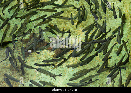 Trout farm at Ribeiro Frio. Young trouts are waiting for breeding in shallow pool Stock Photo