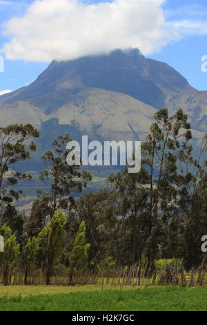 The volcano, Mount Imbabura, and a pasture with Eucalyptus trees in Cotacachi, Ecuador Stock Photo