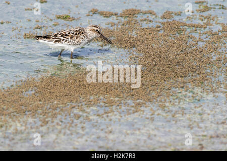 Broad-billed Sandpiper Limicola falcinellus feeding amongst hundreds of insects, Eilat, Israel Stock Photo