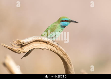 Little Green Bee-eater Merops orientalis perched on branch, Eilat, Israel Stock Photo