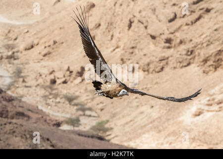 Eurasian Griffon Vulture Gyps fulvus on migation flying with wings outstretched against mountain background, Eilat Mountains, Is Stock Photo