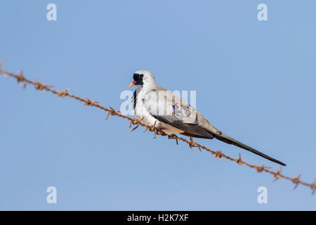 Male Namaqua Dove Oena capensis perched on barbed wire fence, Eilat, Israel Stock Photo