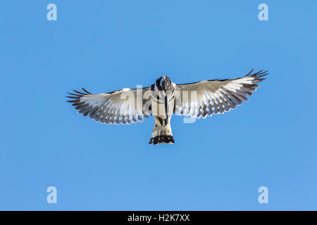 Pied Kingfisher Ceryle rudis hovering against blue sky background, Eilat, Israel Stock Photo