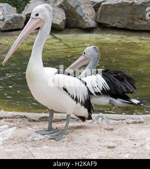 Australian Pelican Pair in Adelaide Australia AUS Stock Photo